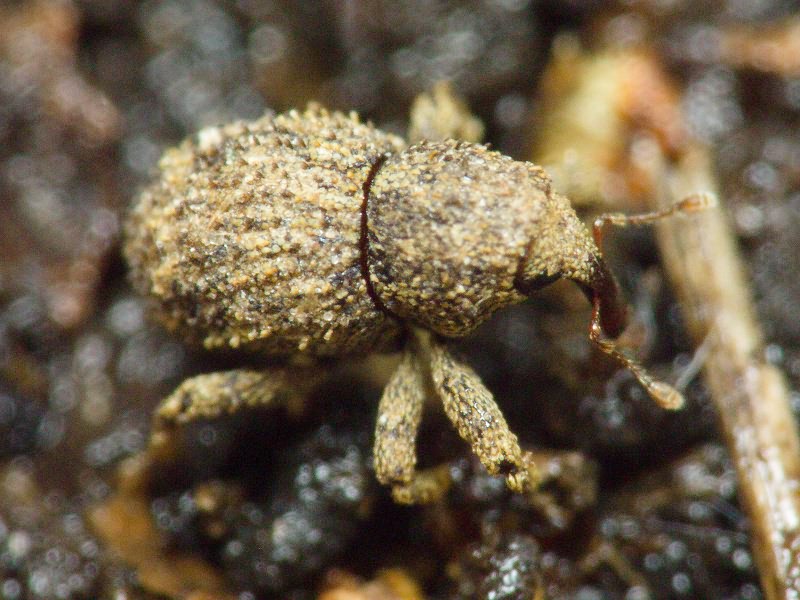 Acalles (Acalles) echinatus (Germar, 1824)